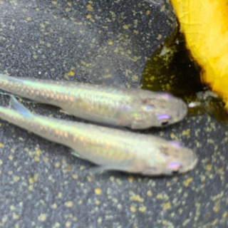 ピンクゴールドラメ星河成魚1ペア800円 直めだかプロフ必須 てだこ浦西のその他の中古あげます 譲ります ジモティーで不用品の処分 ピンクゴールドラメ星河成魚1ペア800円 直めだかプロフ必須 てだこ浦西のその他の中古あげます 譲ります ジモティーで不用品の処分