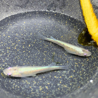 ピンクゴールドラメ星河成魚1ペア800円 直めだかプロフ必須 てだこ浦西のその他の中古あげます 譲ります ジモティーで不用品の処分 ピンクゴールドラメ星河成魚1ペア800円 直めだかプロフ必須 てだこ浦西のその他の中古あげます 譲ります ジモティーで不用品の処分