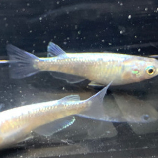 ピンクゴールドラメ星河成魚1ペア800円 直めだかプロフ必須 てだこ浦西のその他の中古あげます 譲ります ジモティーで不用品の処分 ピンクゴールドラメ星河成魚1ペア800円 直めだかプロフ必須 てだこ浦西のその他の中古あげます 譲ります ジモティーで不用品の処分