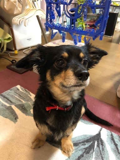 ダックスとチワワのミックス犬です 和 吉川のチワワの里親募集 ジモティー