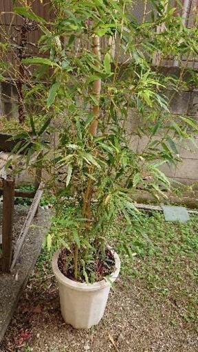 植木セット