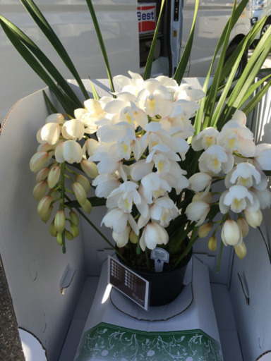 観葉植物　シンピジューム　天使のくちづけ