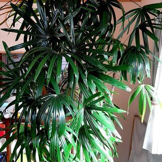 【引き渡しが完了しました。】観葉植物（カンノンチク？シュロチク？...