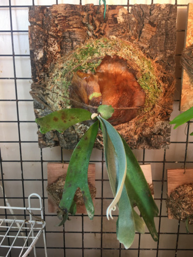 ビカクシダ ウィリンキー