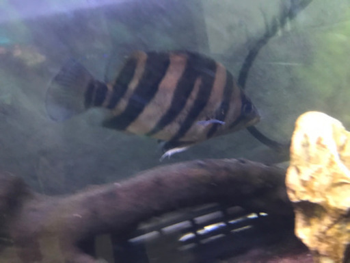【2匹合計金額】ダトニオプラスワン(どちらもキャット爆食い)