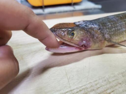 小倉北区でショアジギorシーバスやってます パパ 小倉の釣りのメンバー募集 無料掲載の掲示板 ジモティー