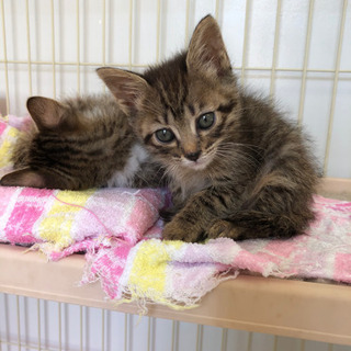 かわいい姉妹子猫　生涯大切さにしてもらえる方。