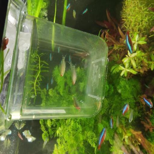 熱帯魚 ラミーノーズテトラ 5匹 モモ 馬橋の家具の中古あげます 譲ります ジモティーで不用品の処分
