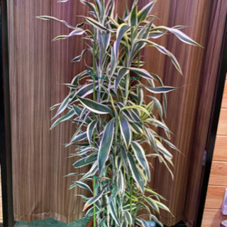 観葉植物　ドラセナ・サングリアーナ　120cm