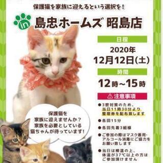 保護猫 譲渡会 in 島忠ホームズ昭島店