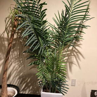 北海道 札幌市の中古観葉植物が無料 格安で買える ジモティー 北海道 札幌市の中古観葉植物が無料 格安で買える ジモティー
