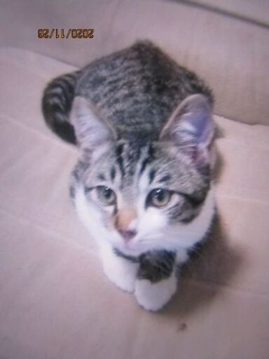 保護団体に確認済みオスの白トラ君を家族の1員に迎えてくださる方 ゆらゆらくらげ 徳島の猫の里親募集 ジモティー 保護団体に確認済みオスの白トラ君を家族の1員に迎えてくださる方 ゆらゆらくらげ 徳島の猫の里親募集 ジモティー