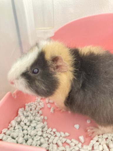 滅多にお目にかかれない テディモルモット プードルの様な巻き毛くん ハナ 君津のその他の里親募集 ジモティー 滅多にお目にかかれない テディモルモット プードルの様な巻き毛くん ハナ 君津のその他の里親募集 ジモティー