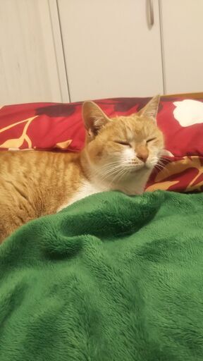 推定4 5月生まれの茶白の雌猫ちゃん シャイでおとなしいですが懐くと甘えてくれます はなたぬー 鹿島神宮の猫の里親募集 ジモティー 推定4 5月生まれの茶白の雌猫ちゃん シャイでおとなしいですが懐くと甘えてくれます はなたぬー 鹿島神宮の猫の里親募集 ジモティー