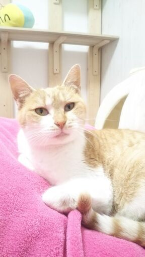 推定4 5月生まれの茶白の雌猫ちゃん ｼｬｲでおとなしいですが懐くと甘えてくれます はなたぬー 鹿島神宮の猫の里親募集 ジモティー