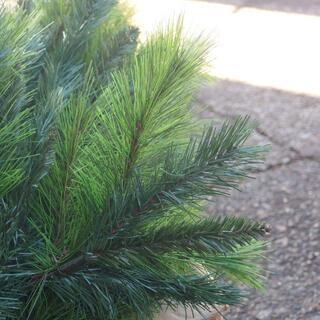 大型クリスマスツリー300cm(3M) 某商業施設装飾にも使われている業務用 ミックスパインツリー／グリーン 