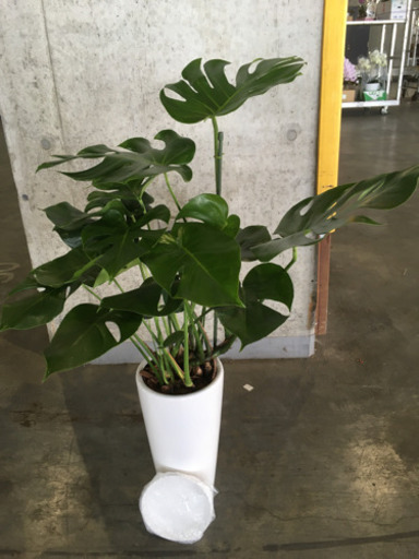 観葉植物　モンステラ