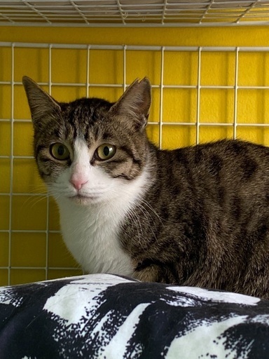 クリスマスまでに家族を穏やかな生後6ヶ月くらいの女の子 Bibi 手柄の猫の里親募集 ジモティー