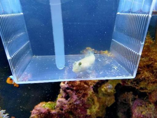 ミズタマハゼ 1匹 海水魚 じーやー 志木のその他の中古あげます 譲ります ジモティーで不用品の処分