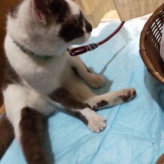 迷い猫現る。　何方か飼育して頂けませんか。？