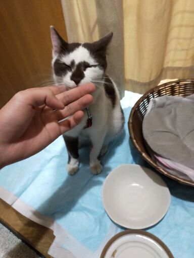迷い猫現る 何方か飼育して頂けませんか やまと 尾張一宮の猫の里親募集 ジモティー 迷い猫現る 何方か飼育して頂けませんか やまと 尾張一宮の猫の里親募集 ジモティー