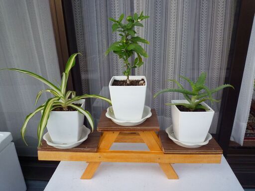 手作りミニ植木鉢台とミニ植木３種のセット 掲載no ２ とくさん ときわ台のその他の中古あげます 譲ります ジモティーで不用品の処分