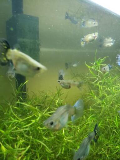 出産間近 グッピーメス 今ならオスプレゼント ねごと おもろまちのその他の中古あげます 譲ります ジモティーで不用品の処分