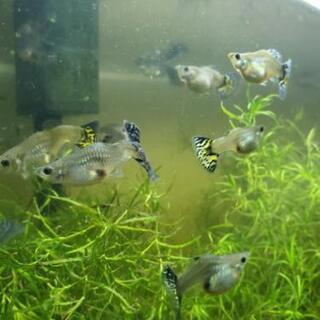 出産間近 グッピーメス 今ならオスプレゼント ねごと おもろまちのその他の中古あげます 譲ります ジモティーで不用品の処分