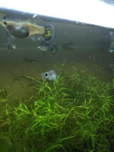 出産間近 グッピーメス 今ならオスプレゼント ねごと おもろまちのその他の中古あげます 譲ります ジモティーで不用品の処分