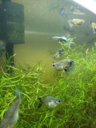 出産間近 グッピーメス 今ならオスプレゼント ねごと おもろまちのその他の中古あげます 譲ります ジモティーで不用品の処分