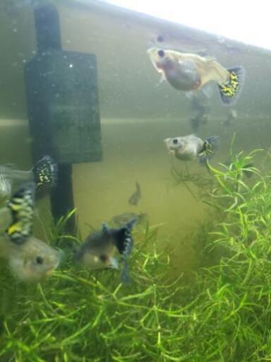 出産間近 グッピーメス 今ならオスプレゼント ねごと おもろまちのその他の中古あげます 譲ります ジモティーで不用品の処分