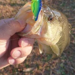 冬のバス釣り仲間募集します。