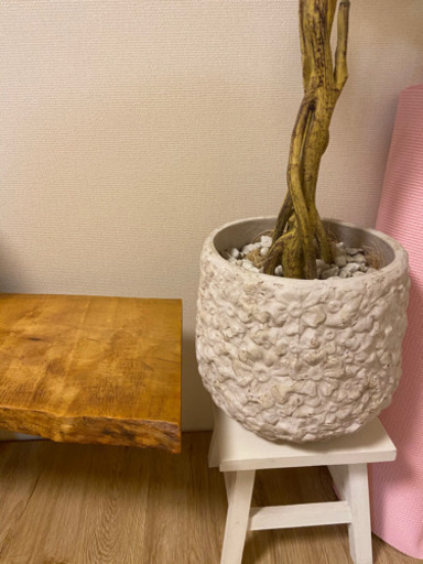 ニトリ フィカス 観葉植物 造花 フェイクグリーン もえ 二俣川の家具の中古あげます 譲ります ジモティーで不用品の処分