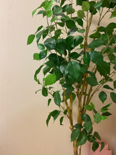 ニトリ フィカス 観葉植物 造花 フェイクグリーン もえ 二俣川の家具の中古あげます 譲ります ジモティーで不用品の処分