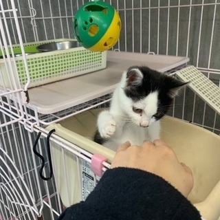 里親決定！有難うございました！　🆘飼主持込で保健所収容🐱あと1匹...