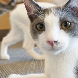 保護猫カフェのおそうじ隊 いやし亭ほご猫茶屋 新宿の軽作業の無料求人広告 アルバイト バイト募集情報 ジモティー 保護猫カフェのおそうじ隊 いやし亭ほご猫茶屋 新宿の軽作業の無料求人広告 アルバイト バイト募集情報 ジモティー