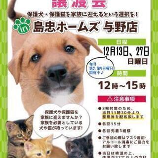 保護犬 保護猫 譲渡会 in 島忠ホームズ与野店