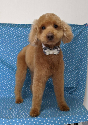 トイプードル13歳オス のらねこ 横浜の犬の里親募集 ジモティー