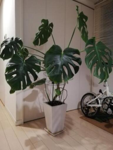 お取引成立しました モンステラ大型観葉植物12月中限定 Mj 元住吉のその他の中古あげます 譲ります ジモティーで不用品の処分