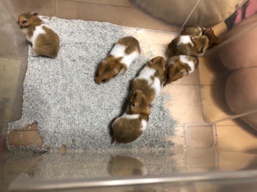 ゴールデンハムスター3匹メス Rtj0604 石山のその他の里親募集 ジモティー