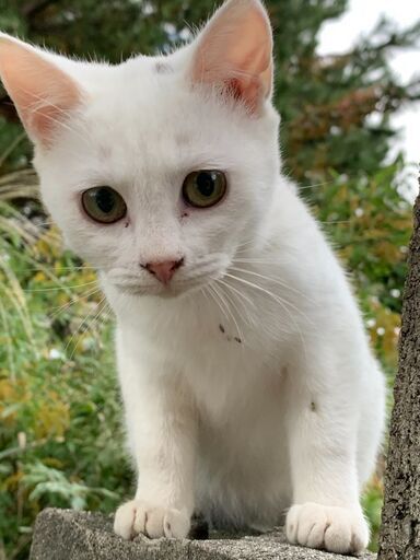 幸せのジンクスを持つ美猫姉妹 ゆきむぎ 徳島の猫の里親募集 ジモティー