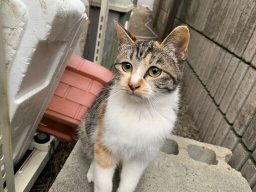 幸せのジンクスを持つ美猫姉妹 ゆきむぎ 徳島の猫の里親募集 ジモティー