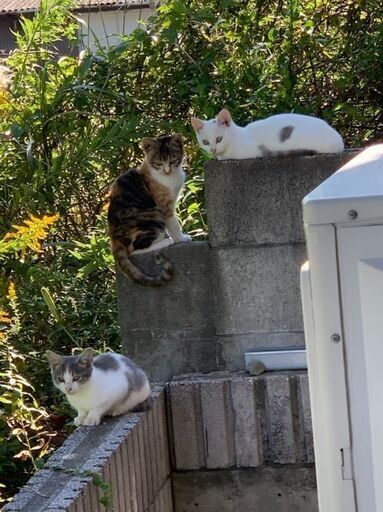 幸せのジンクスを持つ美猫姉妹 ゆきむぎ 徳島の猫の里親募集 ジモティー