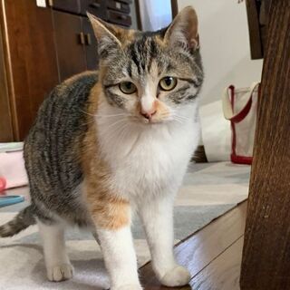 幸せのジンクスを持つ美猫姉妹 ゆきむぎ 徳島の猫の里親募集 ジモティー