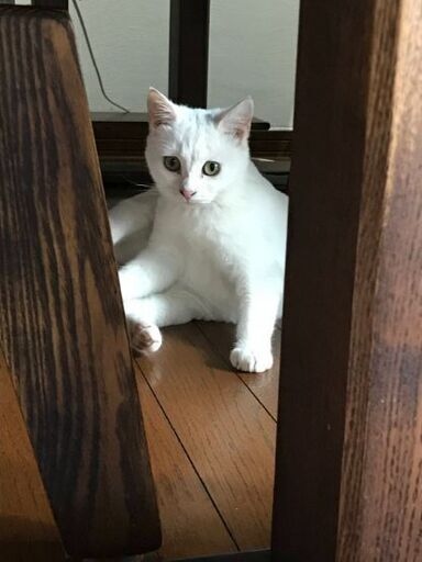 幸せのジンクスを持つ美猫姉妹 ゆきむぎ 徳島の猫の里親募集 ジモティー