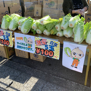 激安！白菜5玉100円