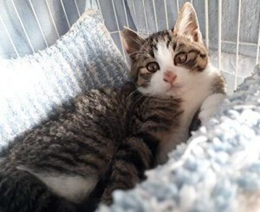 とても可愛い綺麗なキジ白の子猫 ｐａｆｆｙ 摂津富田の猫の里親募集 ジモティー