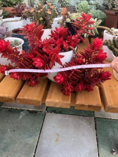 多肉　綺麗の火祭リ