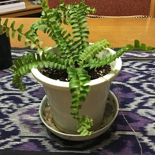 可愛いシダの鉢植え