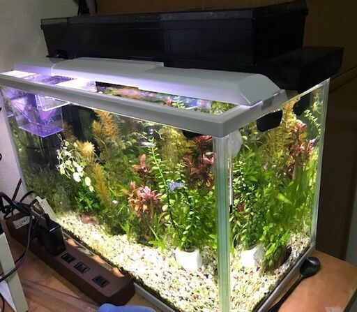 50cm水槽とフィルターとled照明のセット Syasyaking 月島のその他の中古あげます 譲ります ジモティーで不用品の処分